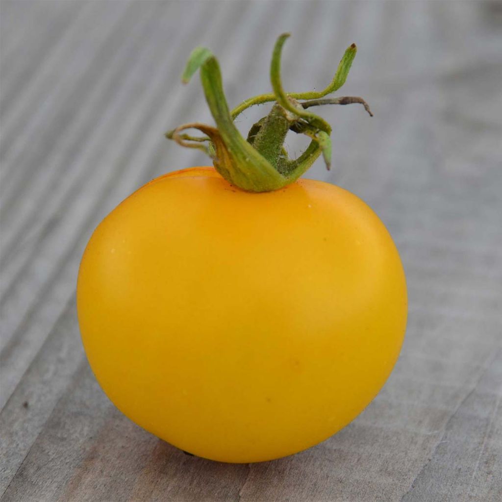 Yellow Perfection Organic Tomato - Ferme de Sainte Marthe seeds
