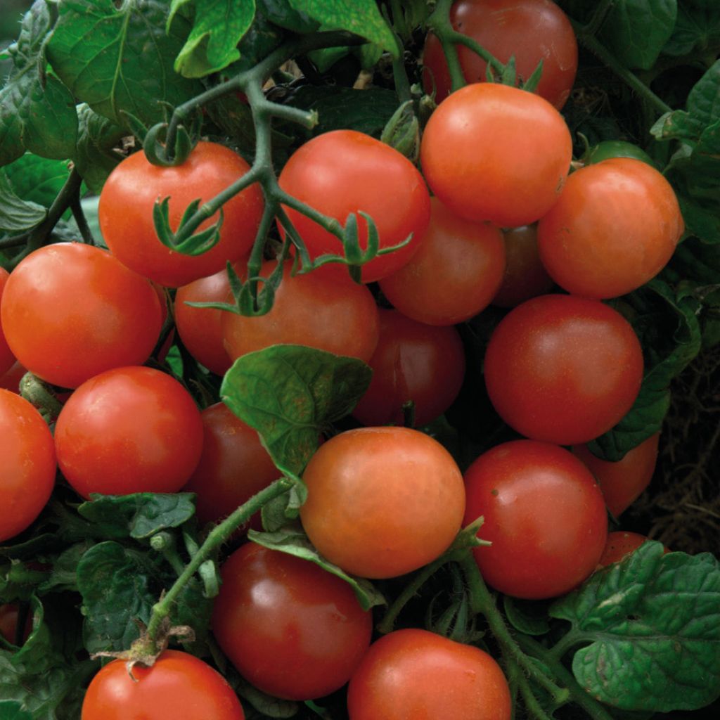 Tomato Balconi Red F1