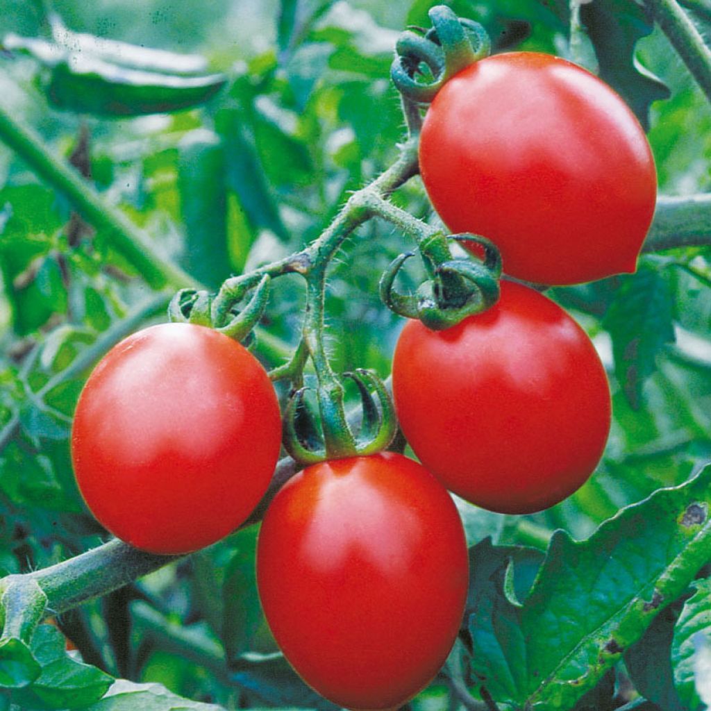 Tomato Lily of the Valley