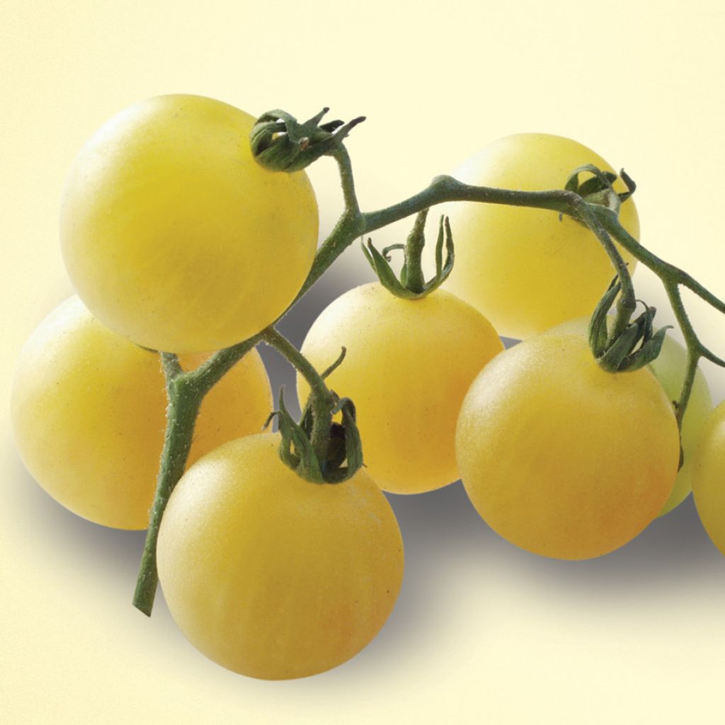 Tomato White Mirabelle