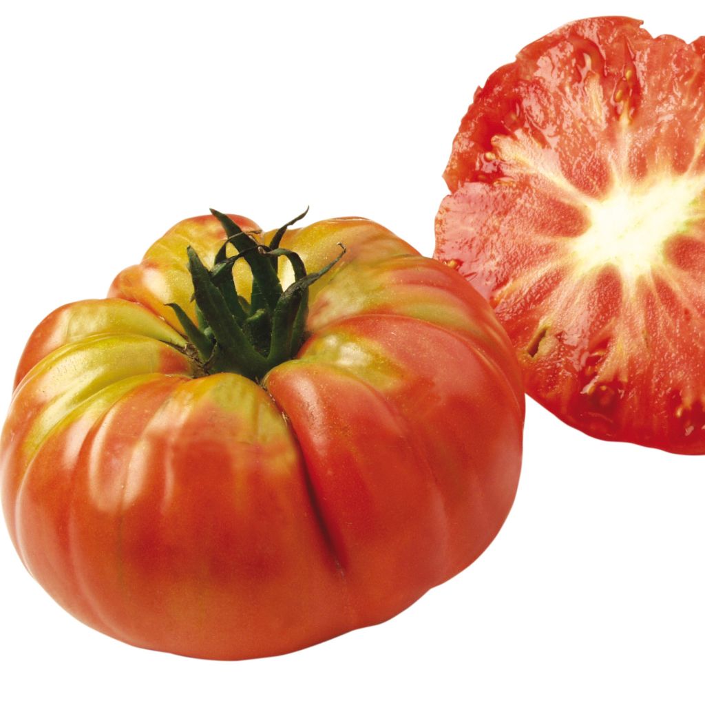 Tomato Scarlet Pumpkin