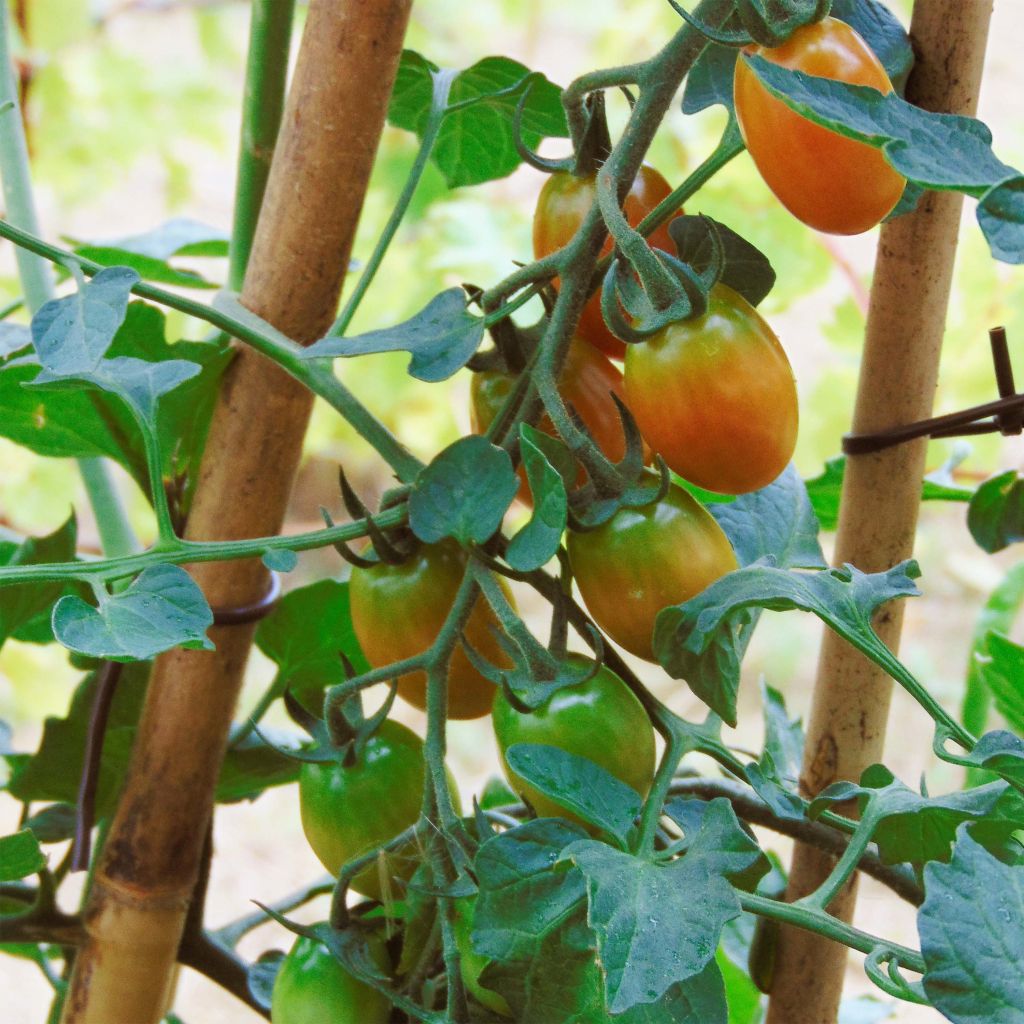 Tomate cerise Tutti Frutti en plants