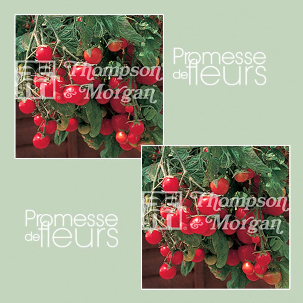 Tomato Gartenperle