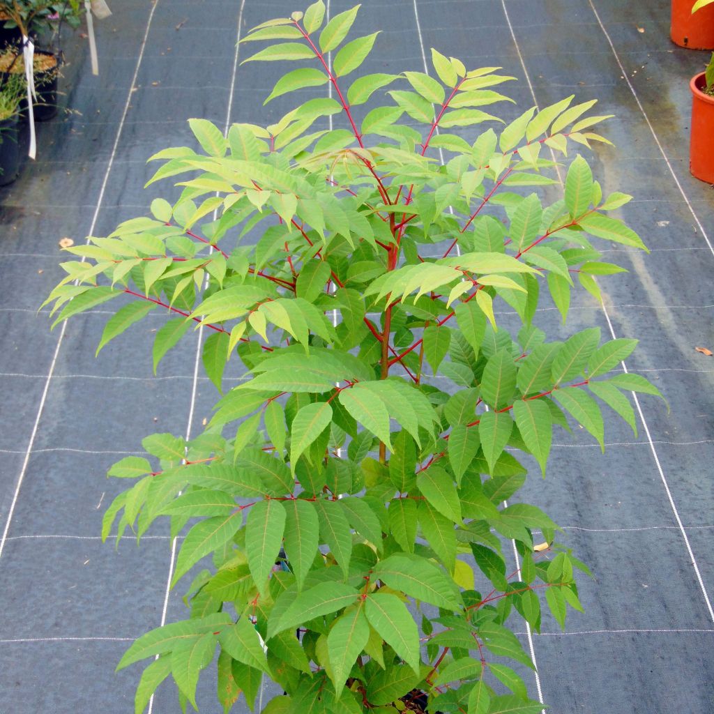 Toona sinensis Flamingo - Chinese Mahogany