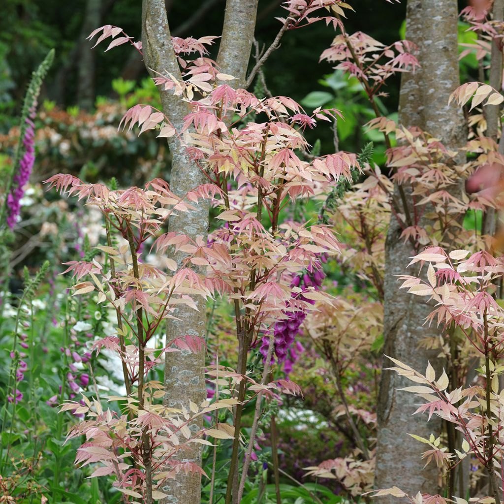 Toona sinensis Flamingo - Chinese Mahogany