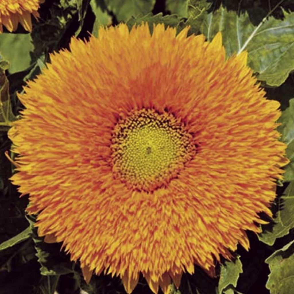 Tournesol Orange sun