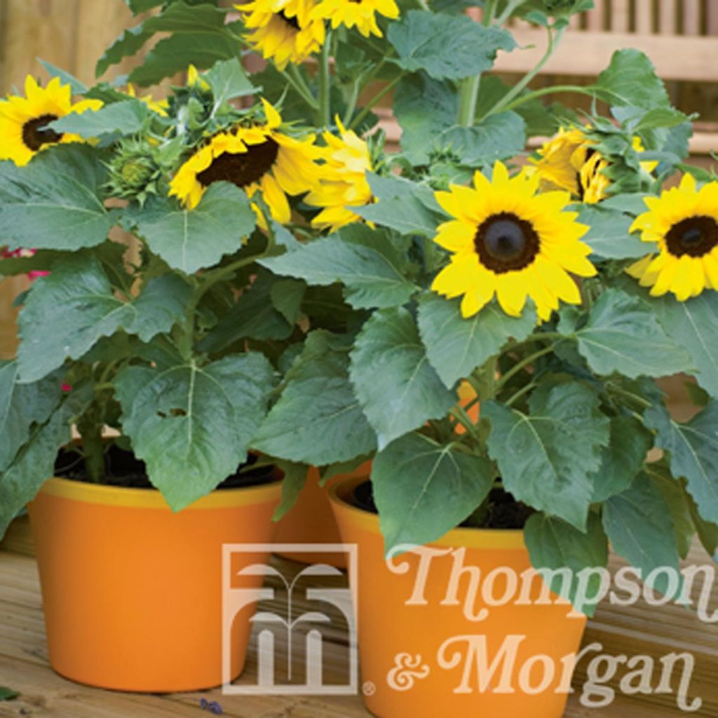 Dwarf Sunflower Choco Sun Seeds - Helianthus annuus