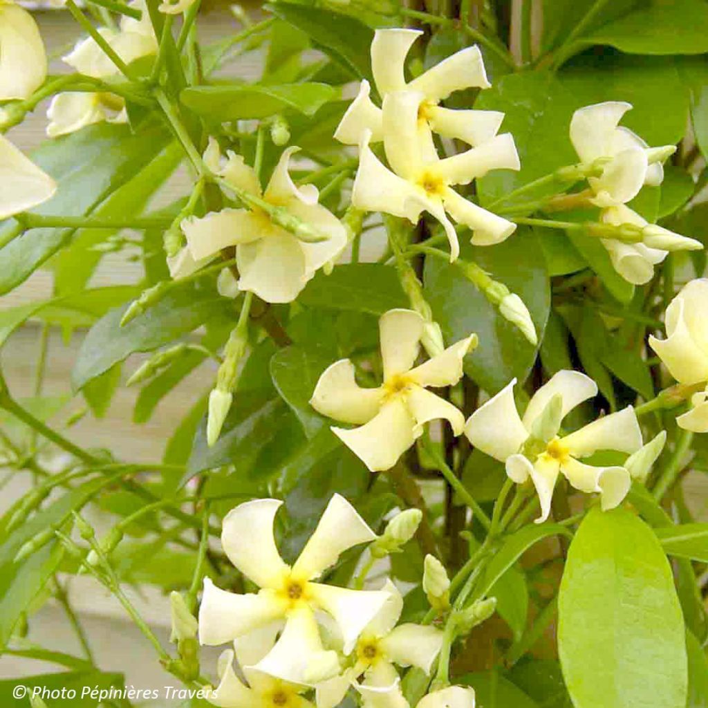 Trachelospermum Star of Toscane - Jasmin étoilé