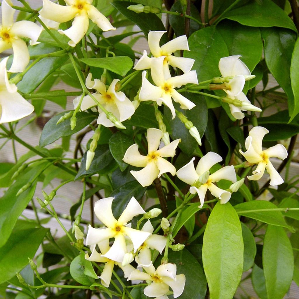 Trachelospermum asiaticum - Faux jasmin jaune