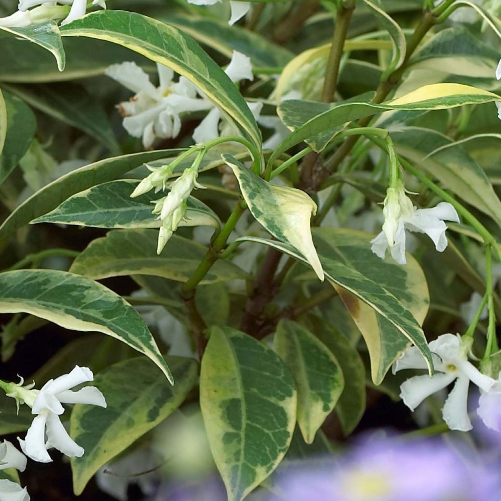 Trachelospermum jasminoides Sun Lover - Jasmin étoilé