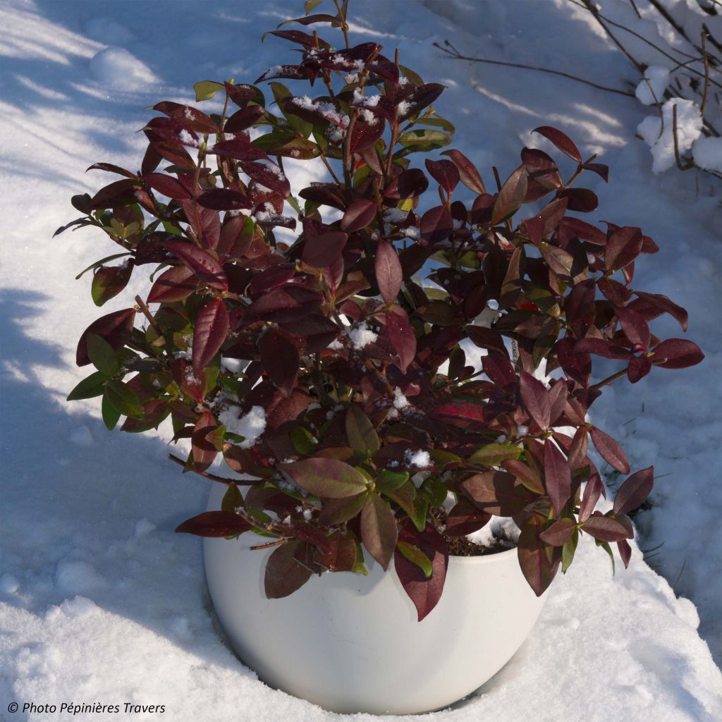 Trachelospermum jasminoides Winter Ruby - Jasmin étoilé