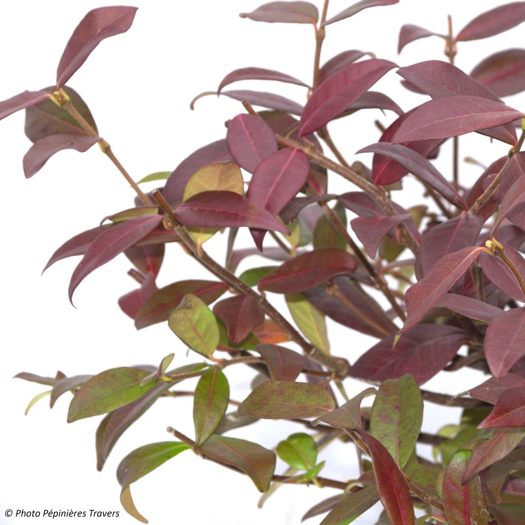 Trachelospermum jasminoides Winter Ruby - Jasmin étoilé