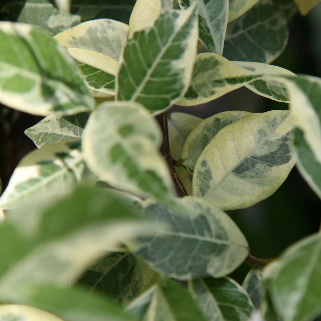 Trachelospermum jasminoides Sun Lover - Star Jasmine