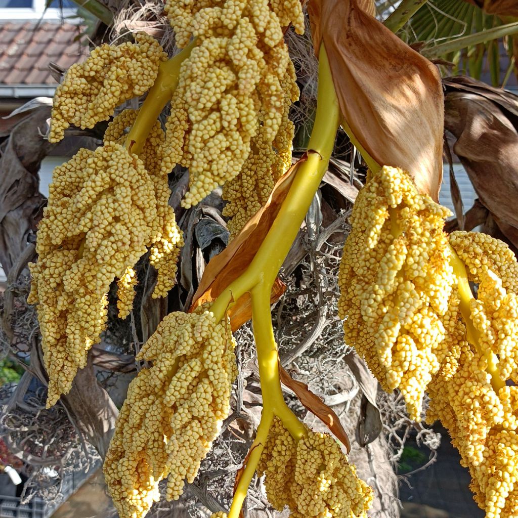 Palmier de Chine - Trachycarpus fortunei 