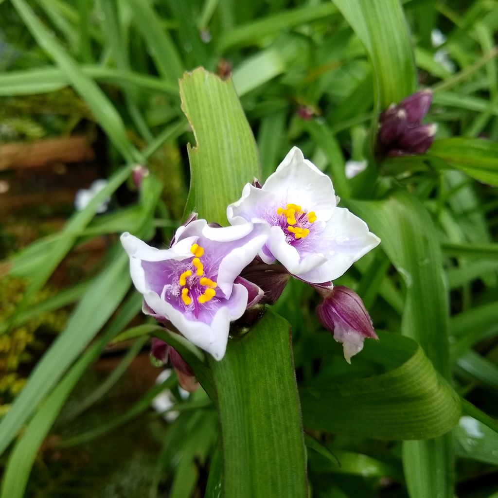 Tradescantia andersoniana Bilberry Ice - Spiderwort