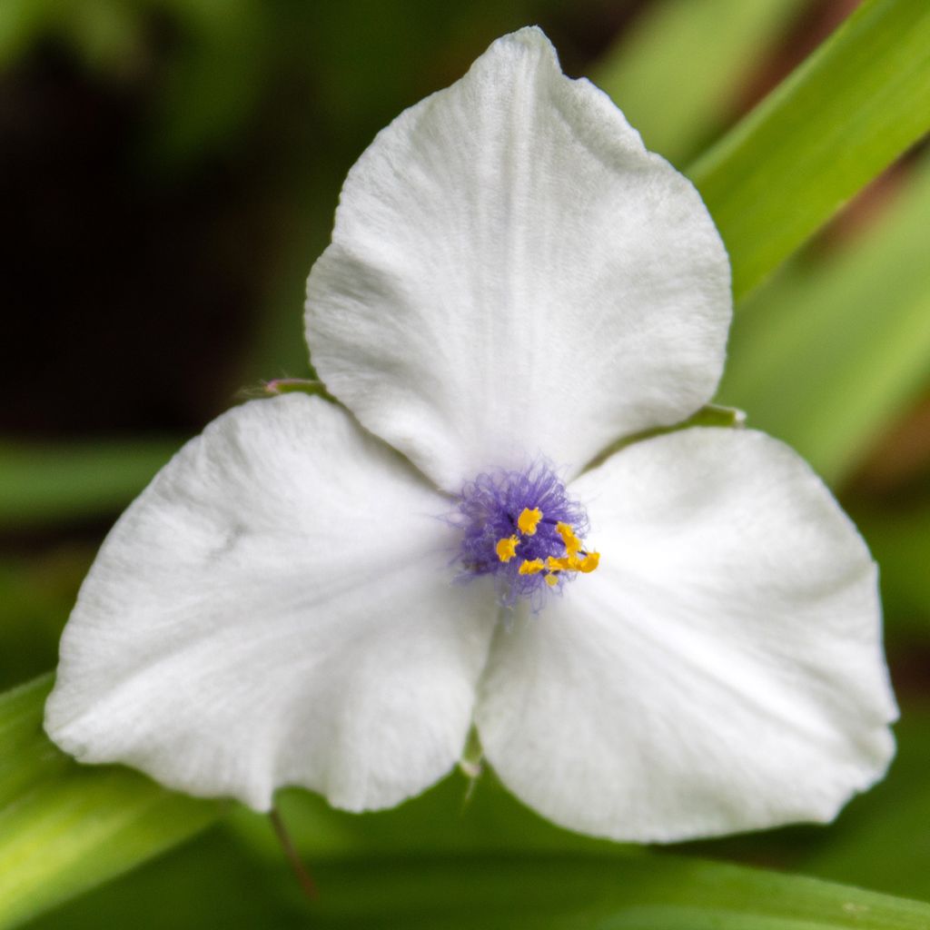 Tradescantia x andersoniana 'Osprey'