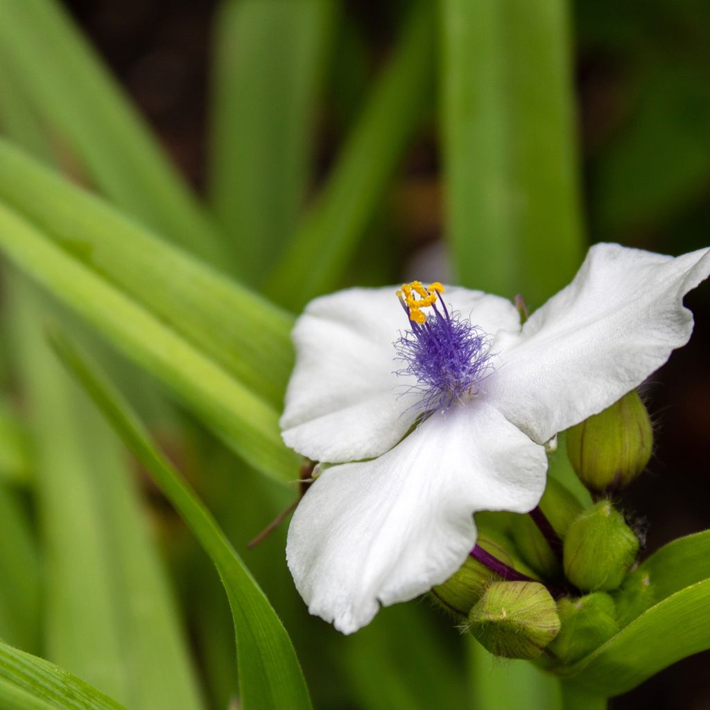 Tradescantia x andersoniana 'Osprey'