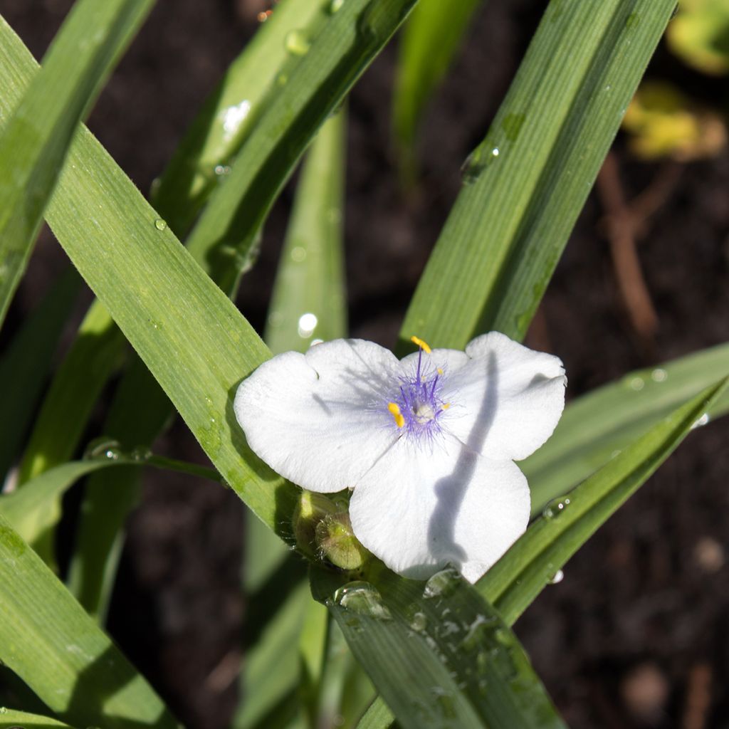 Tradescantia x andersoniana 'Osprey'