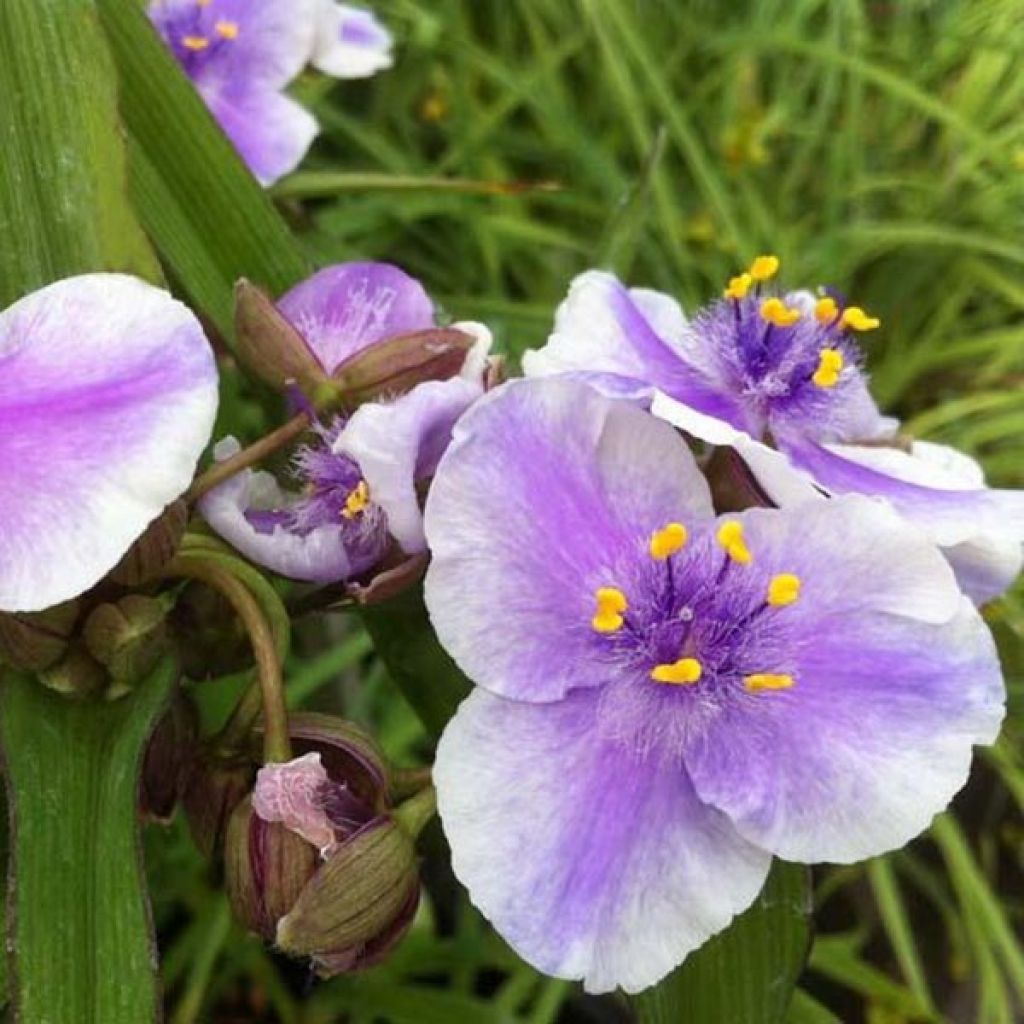 Ephémère de Virginie - Tradescantia andersoniana Bilberry Ice