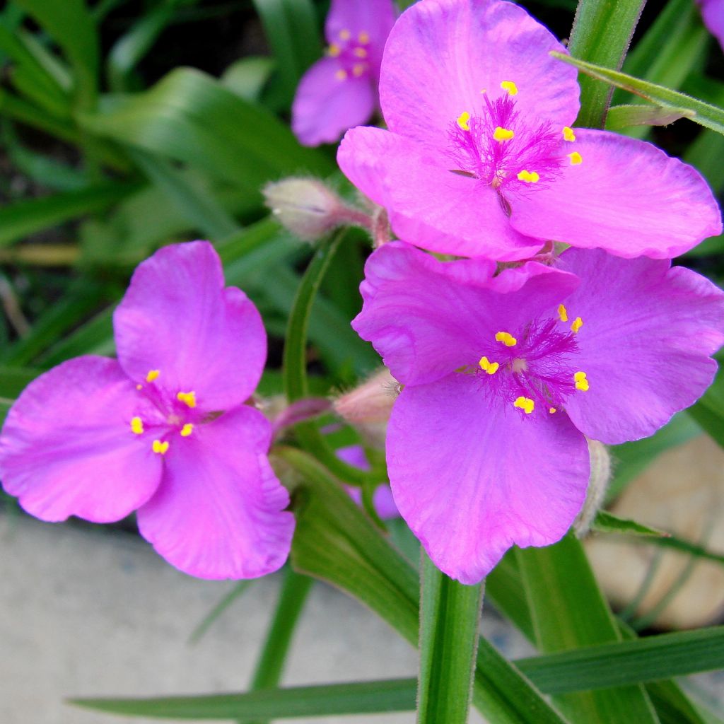 Ephémère de Virginie, Tradescantia andersoniana Karminglut