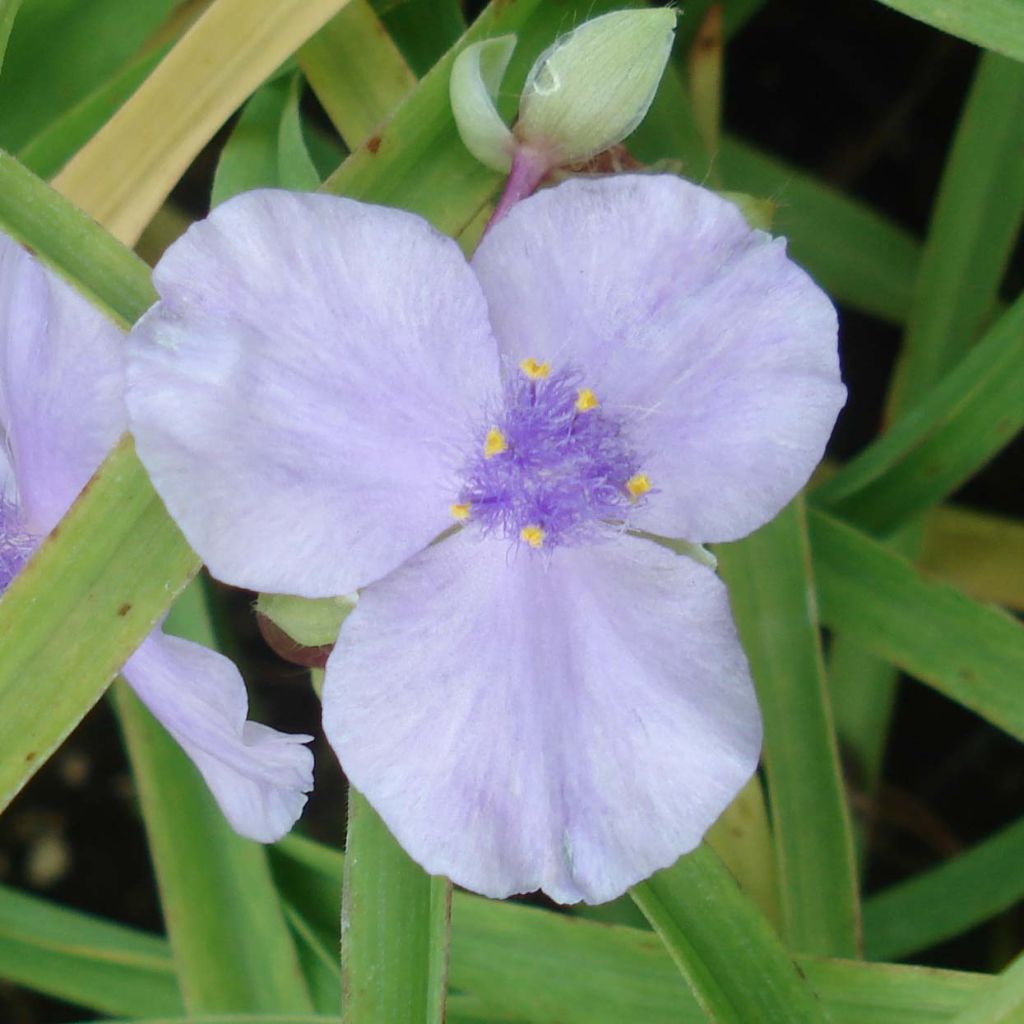 Ephémère de Virginie - Tradescantia andersoniana Little Doll