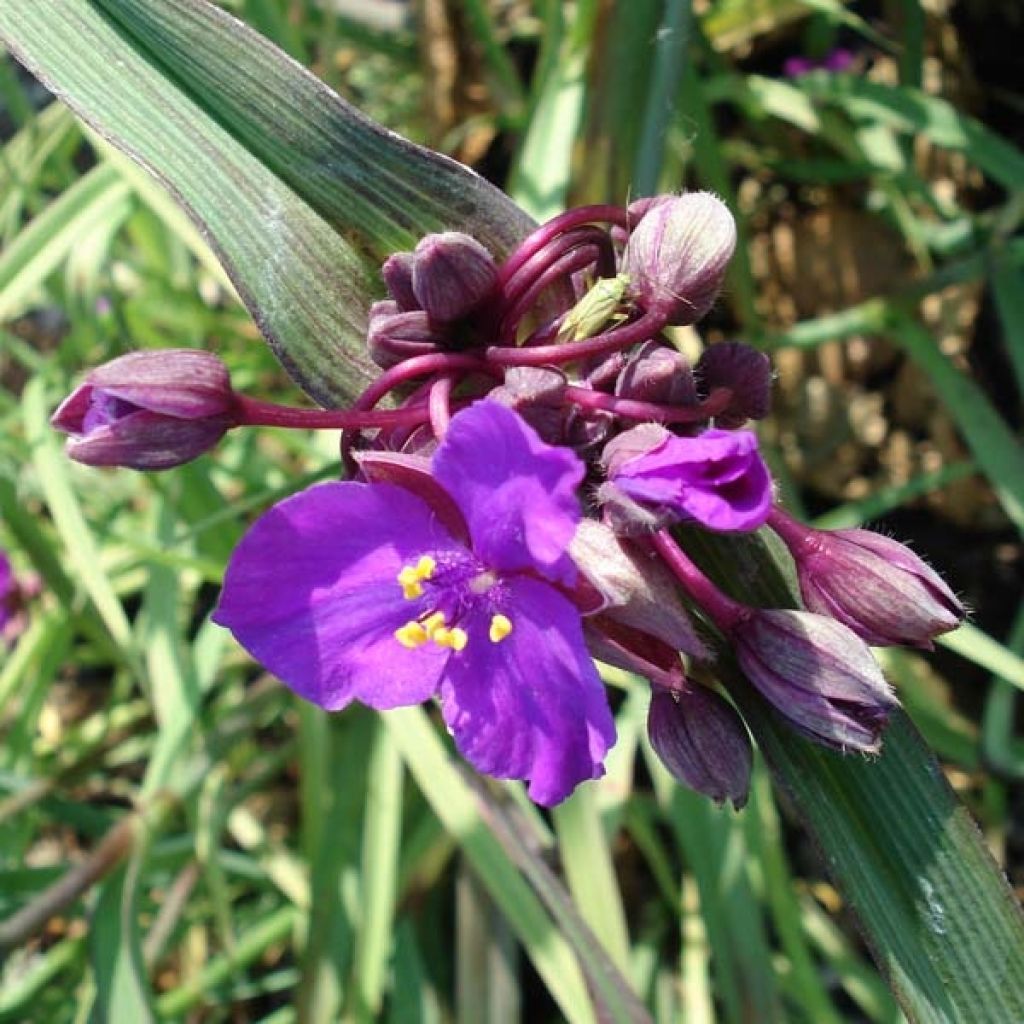 Ephémère de Virginie - Tradescantia andersonina Red Grappe