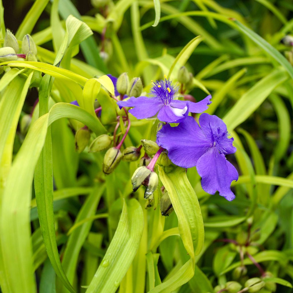 Tradescantia Sweet Kate - Spiderwort