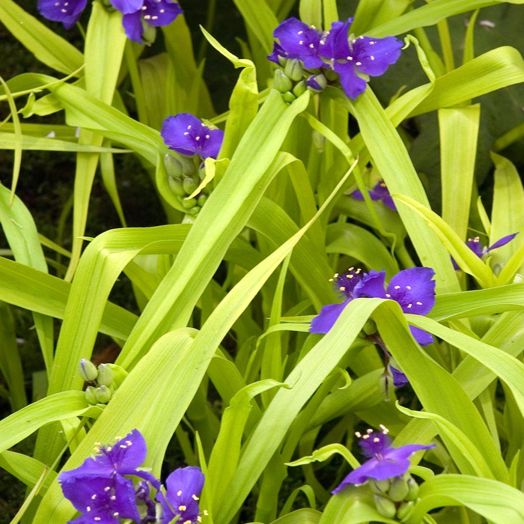 Tradescantia Sweet Kate - Spiderwort