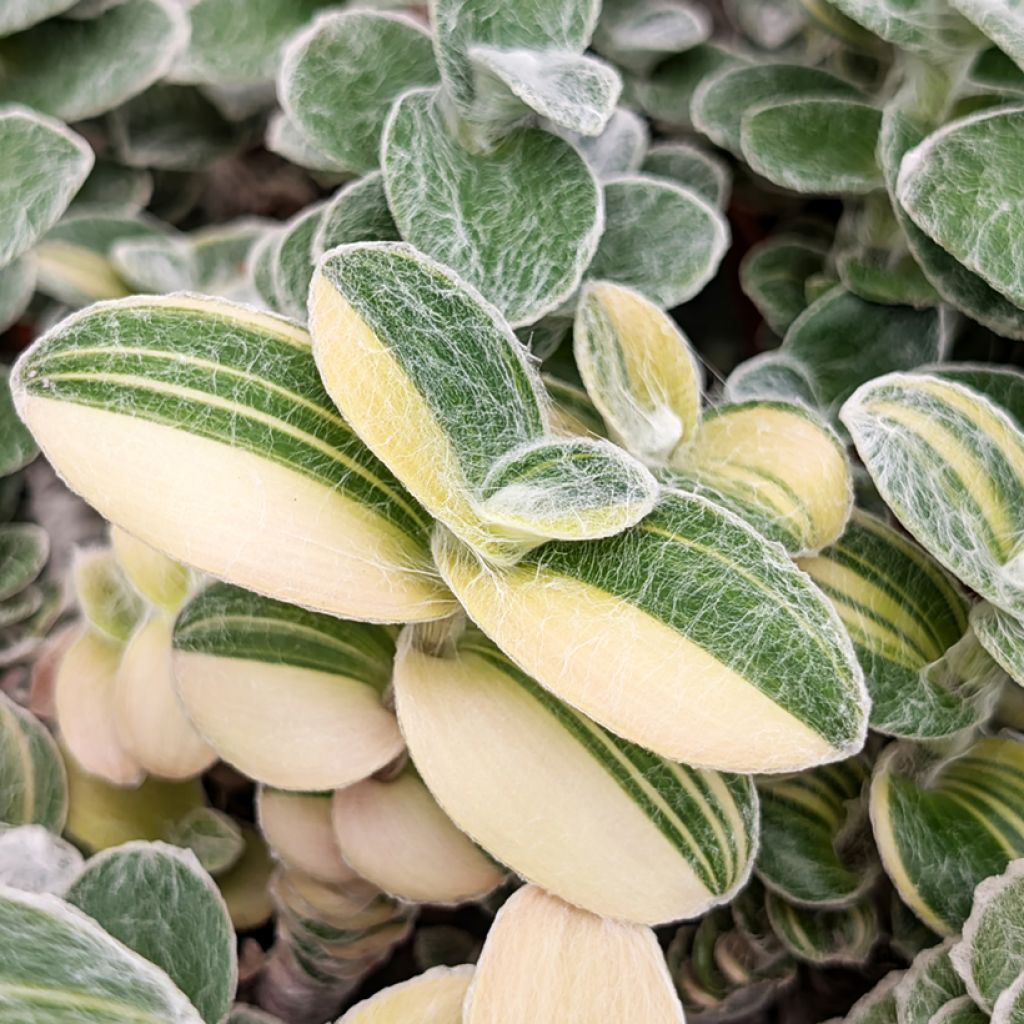 Tradescantia sillamontana Variegata - White velvet spiderwort