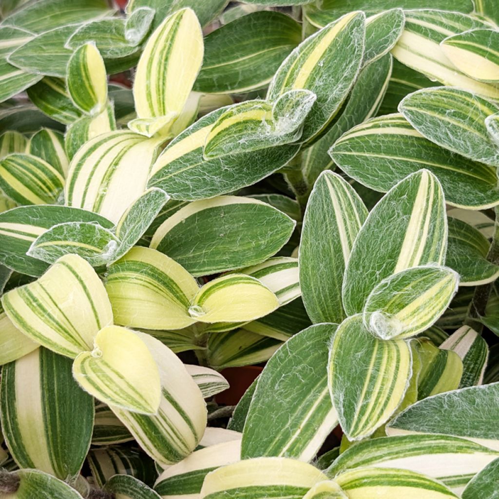 Tradescantia sillamontana Variegata - White velvet spiderwort