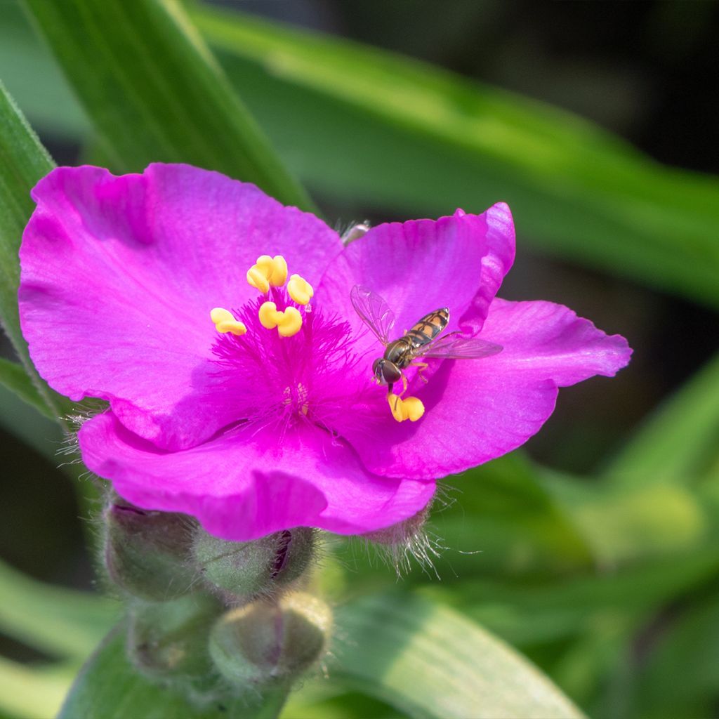 Tradescantia virginiana Brevicaulis - Ephémère de Virginie