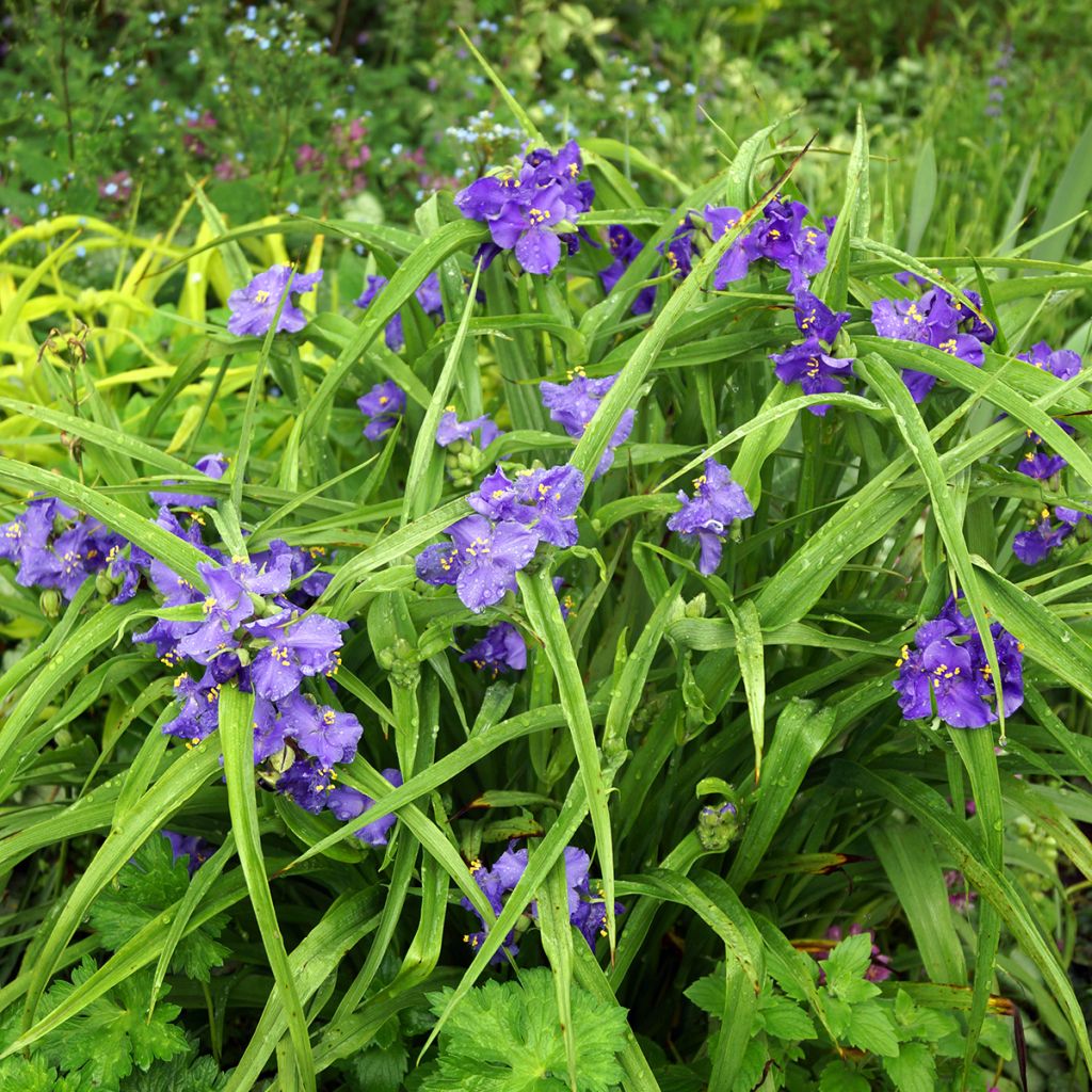 Tradescantia andersoniana Zwanenburg Blue - Spiderwort