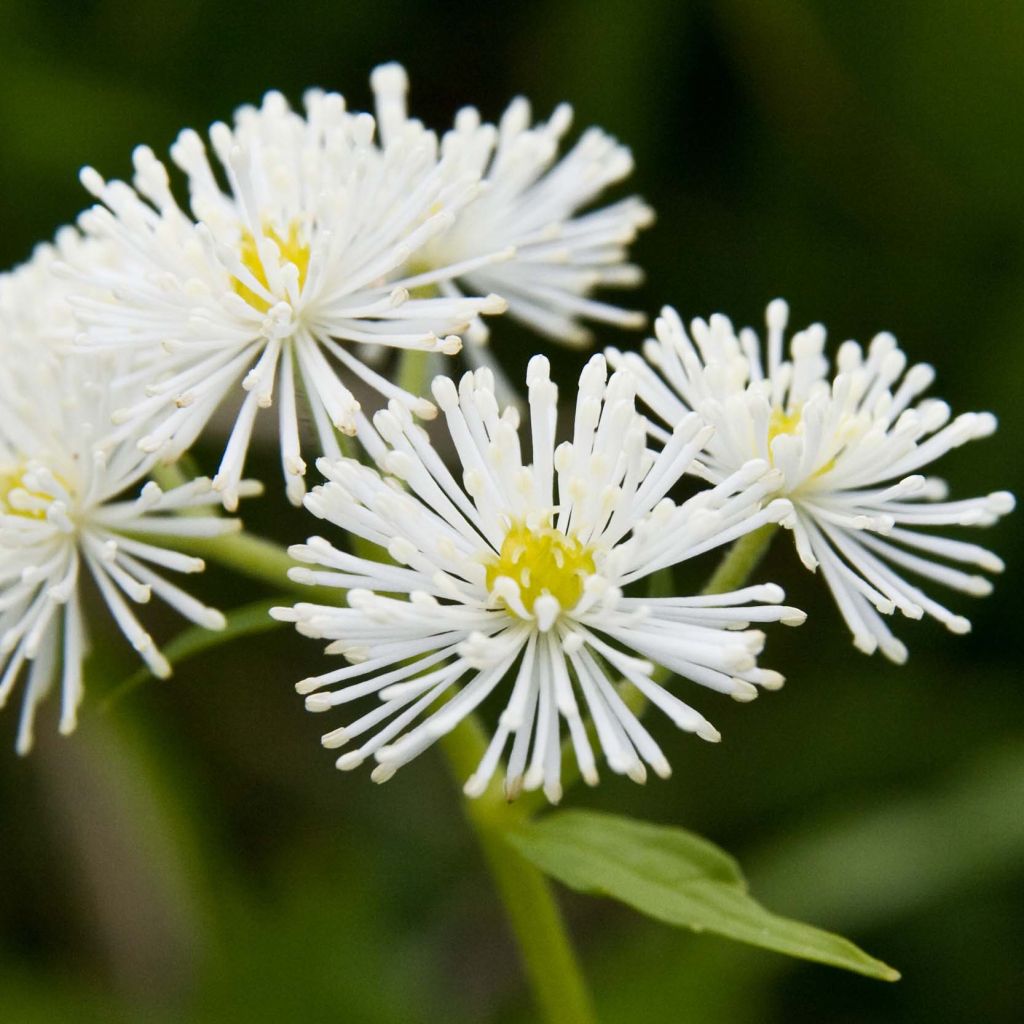 Trautvetteria caroliniensis