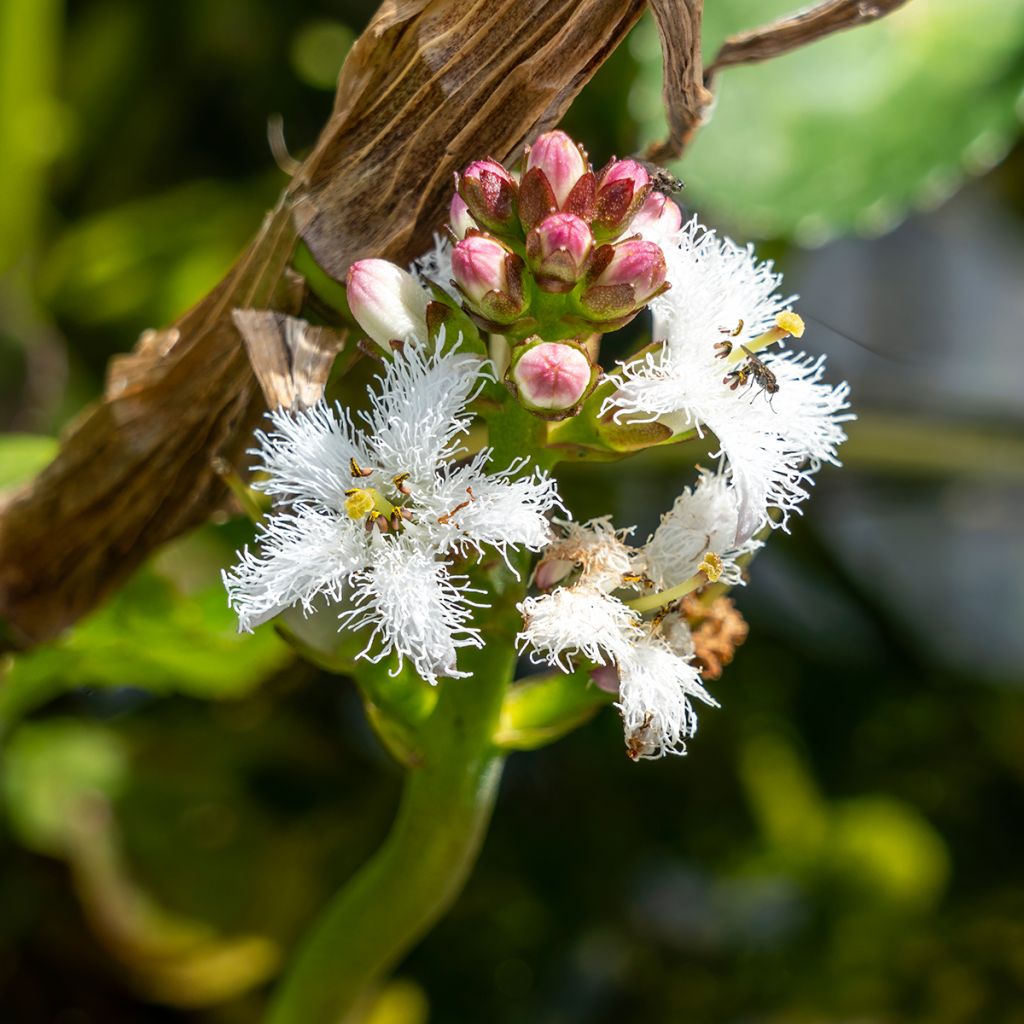 Menyanthes trifoliata