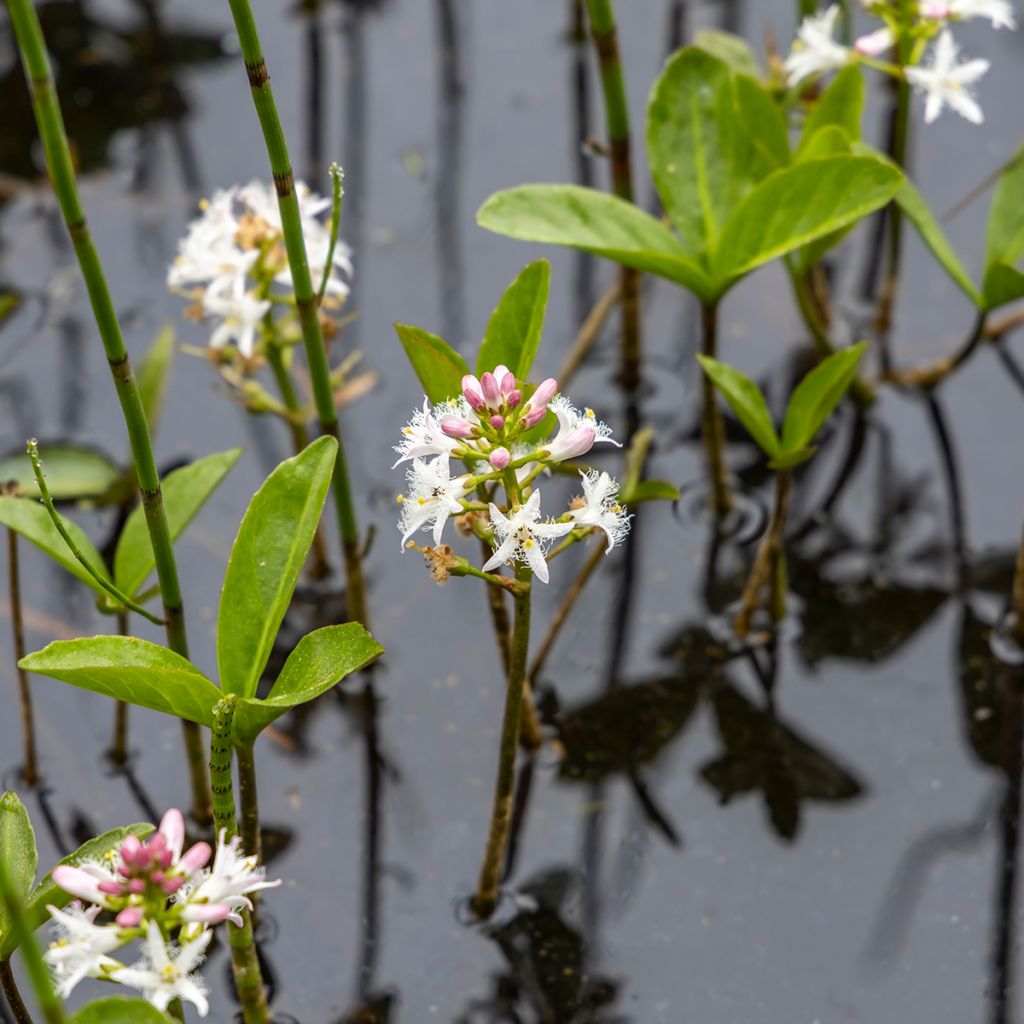 Menyanthes trifoliata