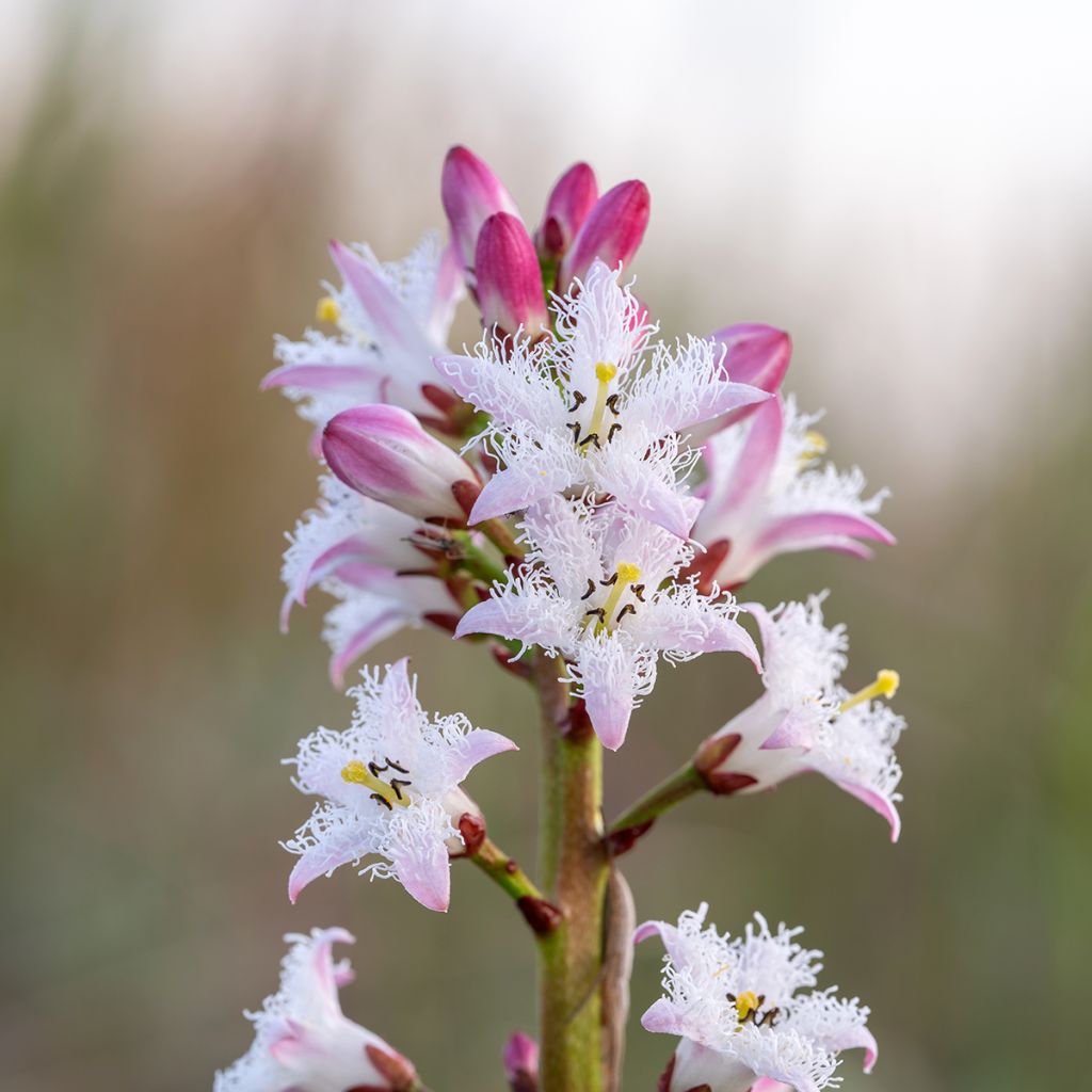 Menyanthes trifoliata