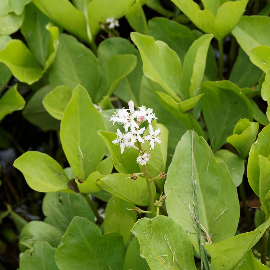 Menyanthes trifoliata