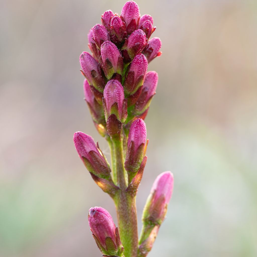 Menyanthes trifoliata