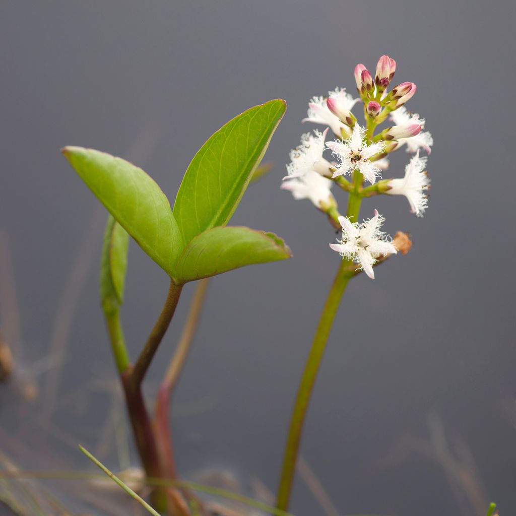 Menyanthes trifoliata