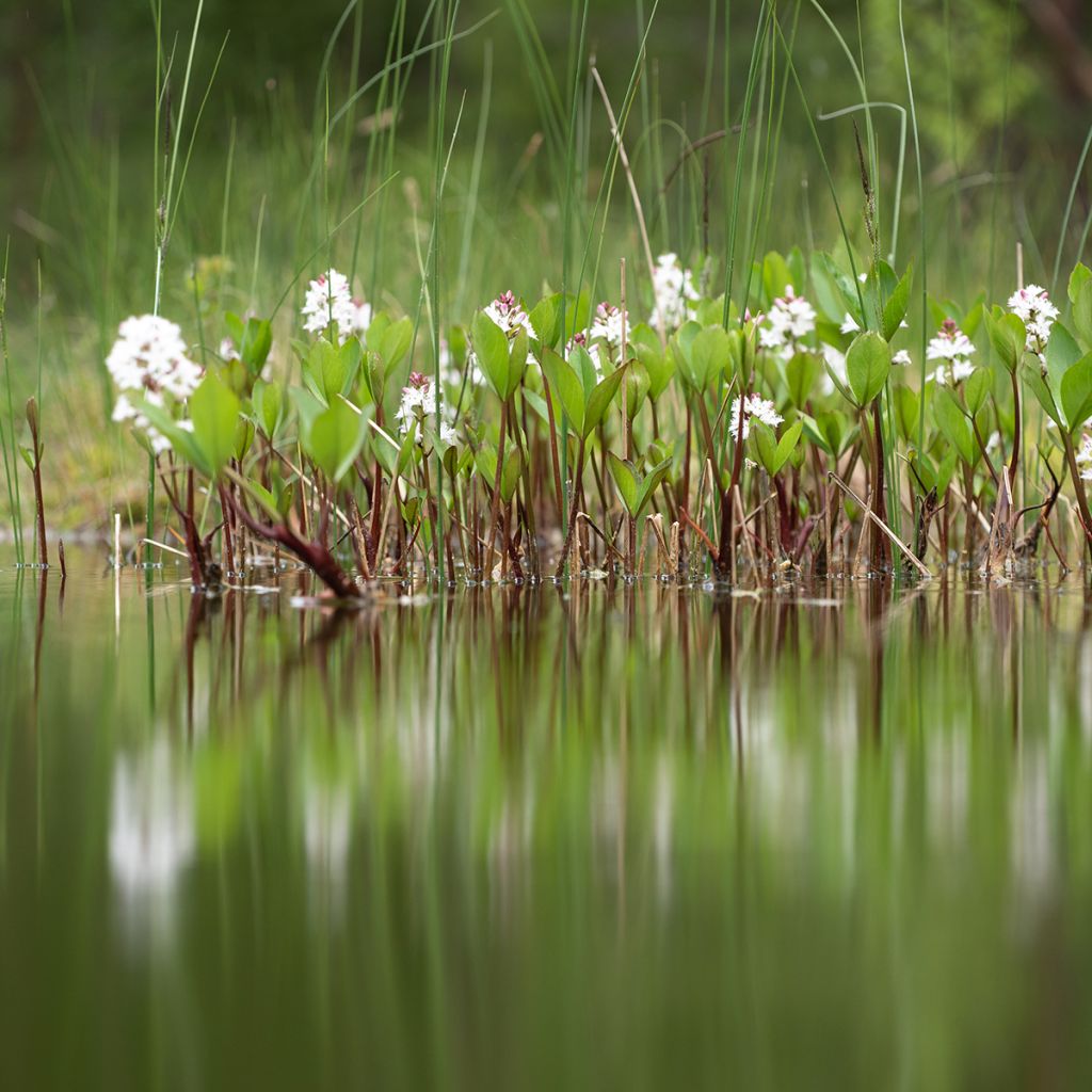 Menyanthes trifoliata