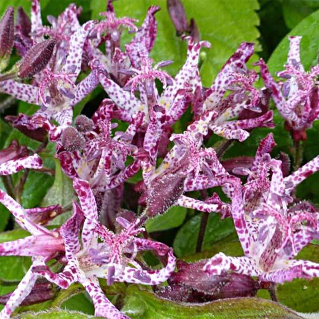 Tricyrtis hirta x formosana Sinonome