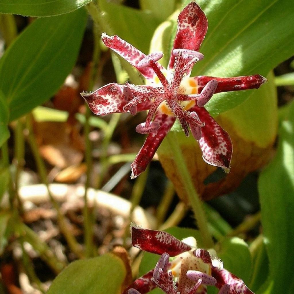 Lis Orchidée - Tricyrtis hirta Raspberry Mousse