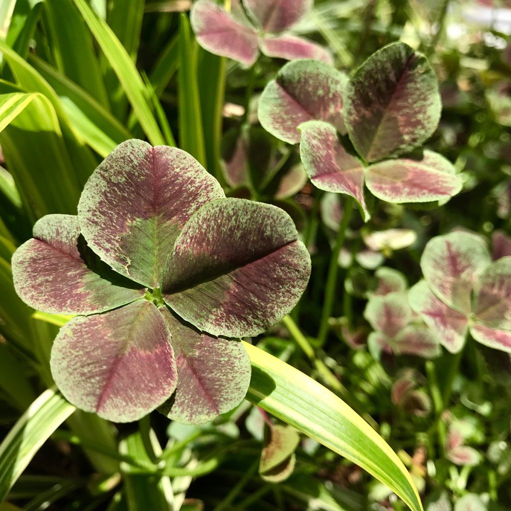 Trifolium repens Estelle