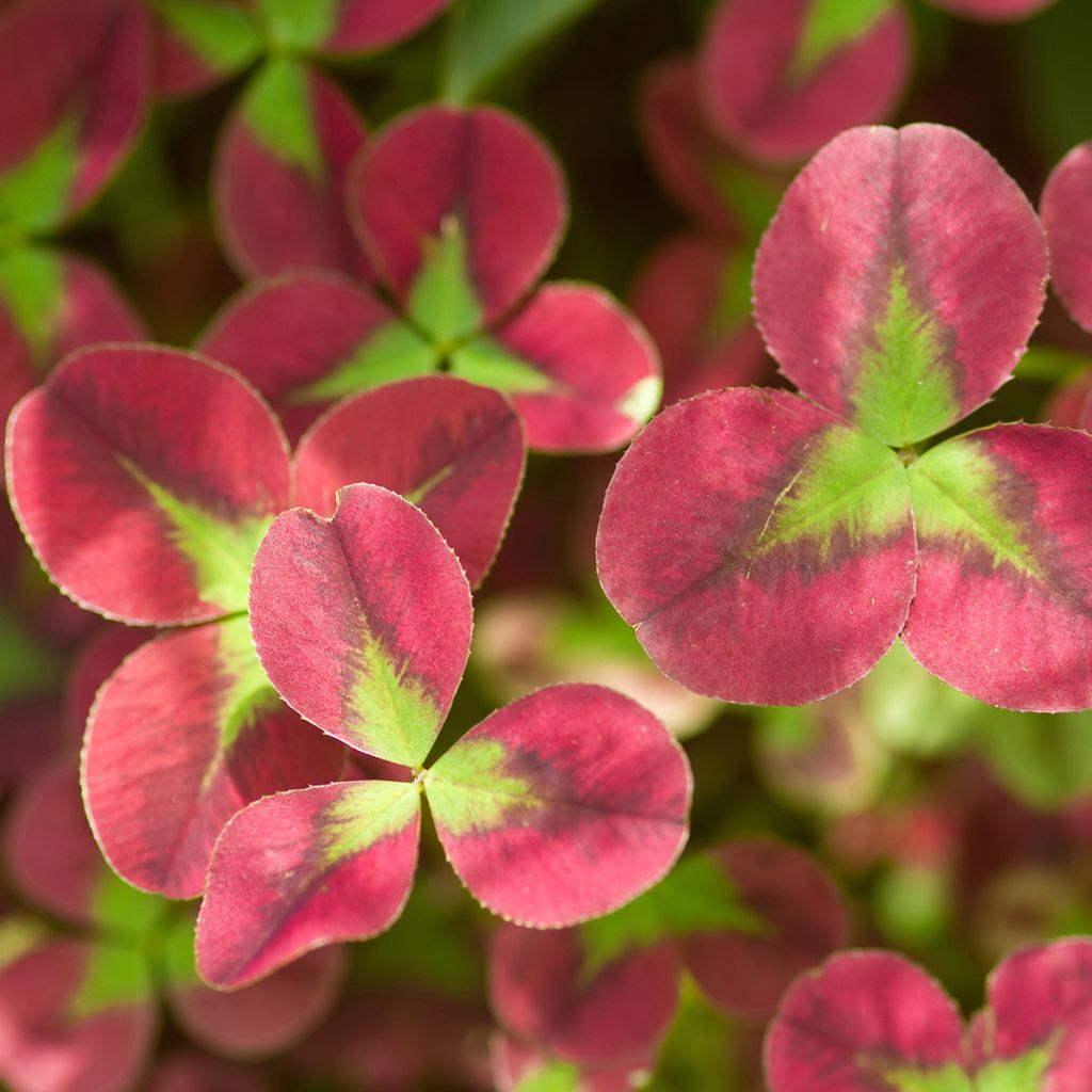 Trifolium repens Isabella