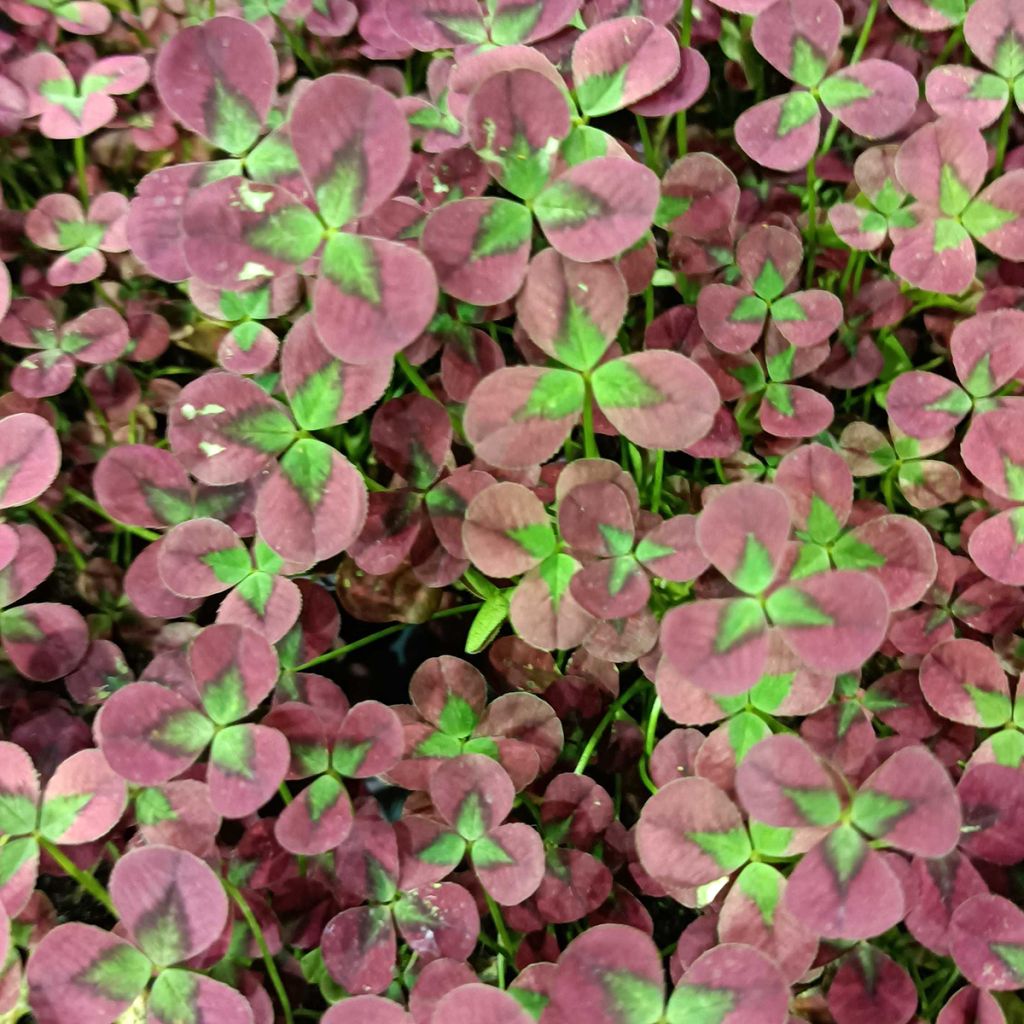 Trifolium repens Isabella