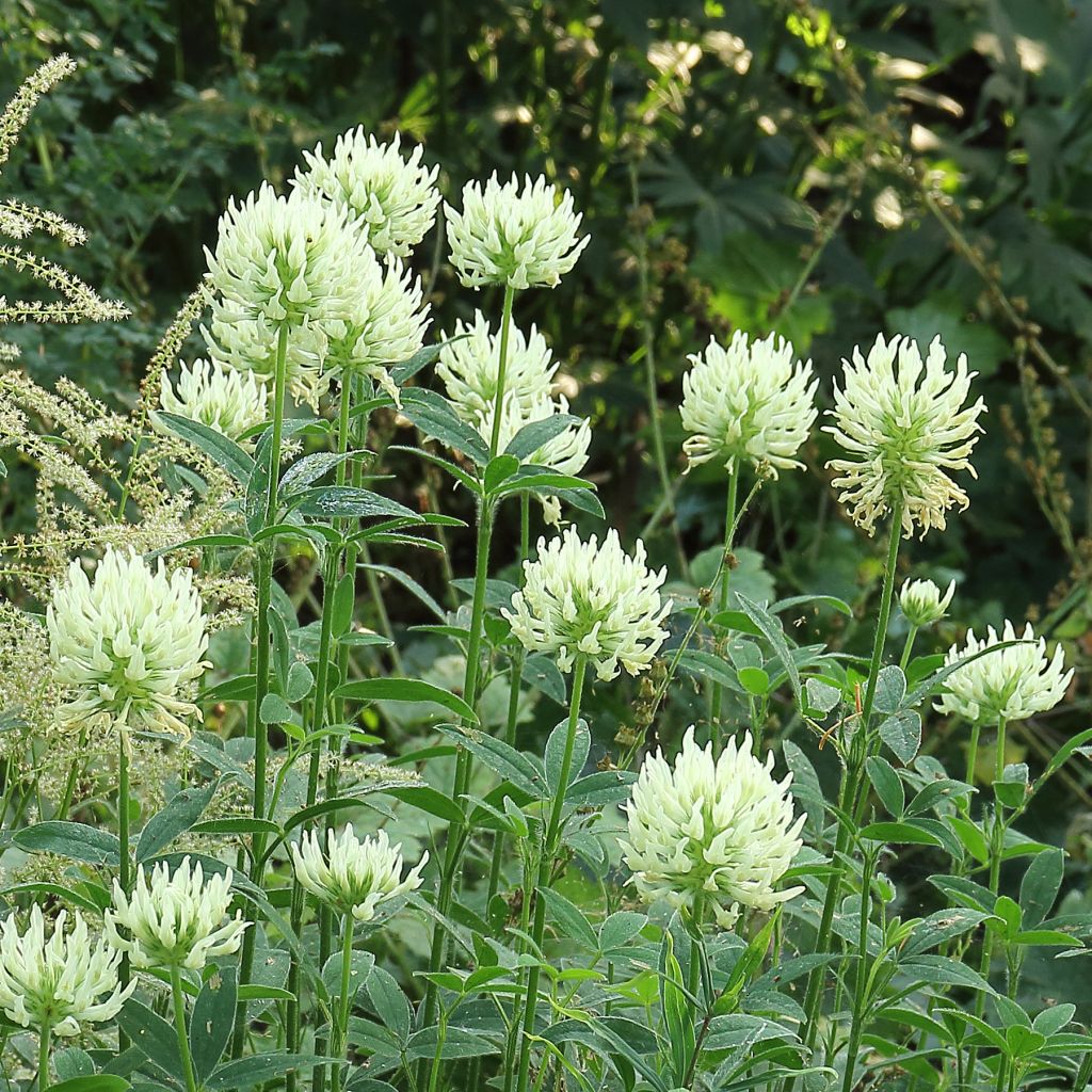 Trifolium ochroleucon - Trèfle beige