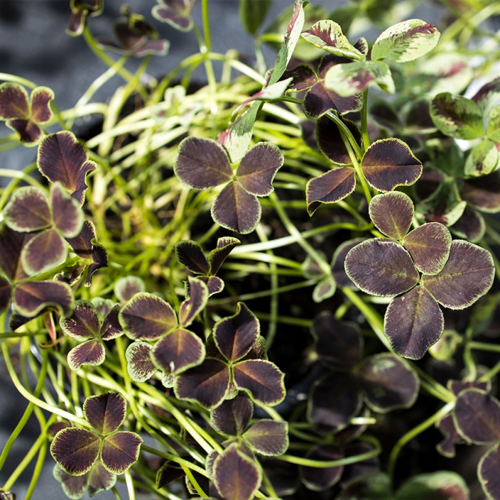 Trifolium repens Dark Debbie