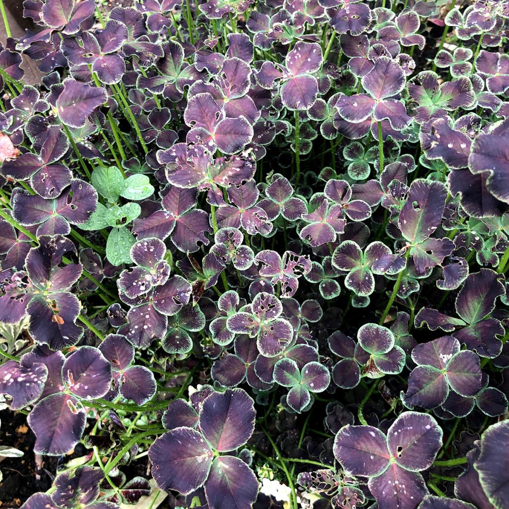 Trifolium repens Dark Debbie