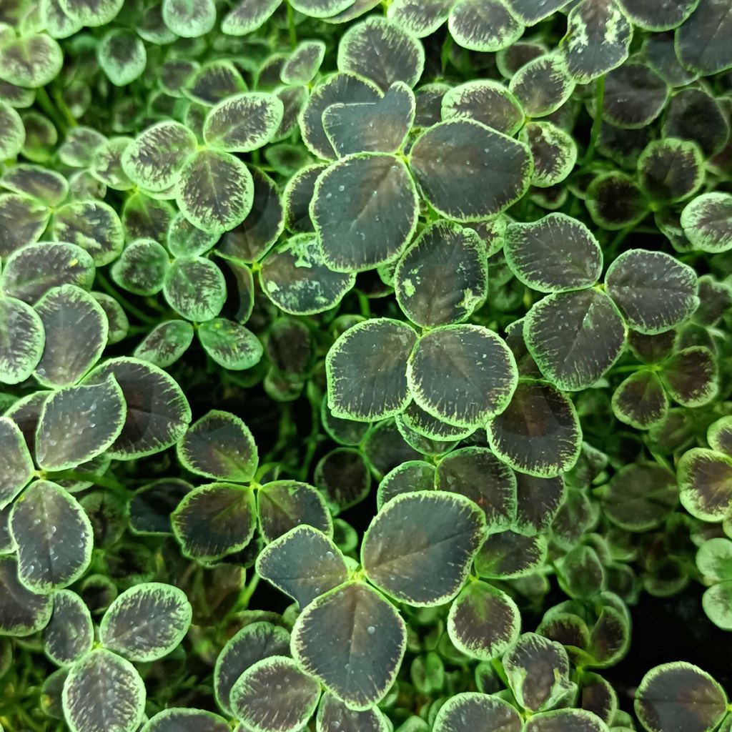 Trifolium repens Dark Debbie