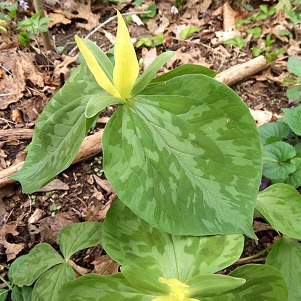 Trillium luteum - Trille à fleurs jaunes